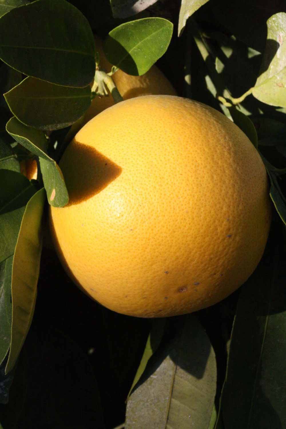              Fruit (Riverside, CA)       